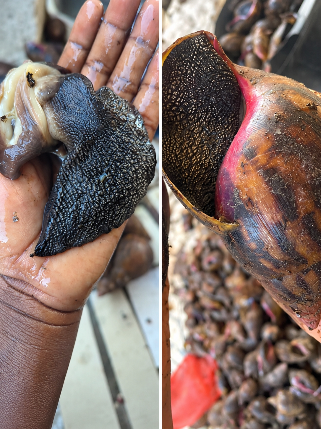 Close views of Large Jumbo African snails